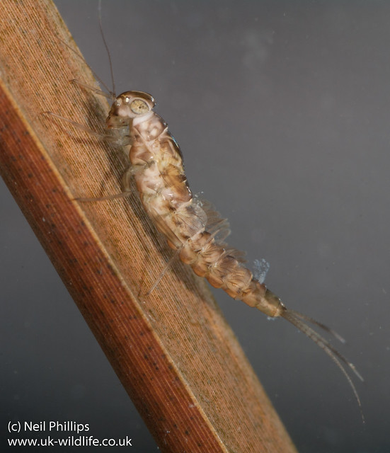 pond olive mayfly larva-2