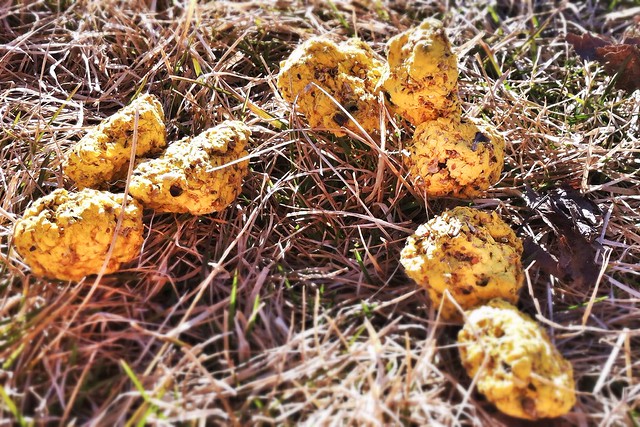 golden seed bomb nuggets