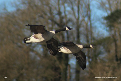 Canada Geese, Tresillian River, Cornwall by Claire Stocker (Stocker Images)