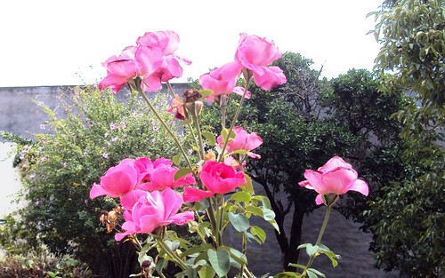 Rosa , pertenece a  la familia Rosaceae, cuyo nombre científico es Rosa sp. by Mallaray