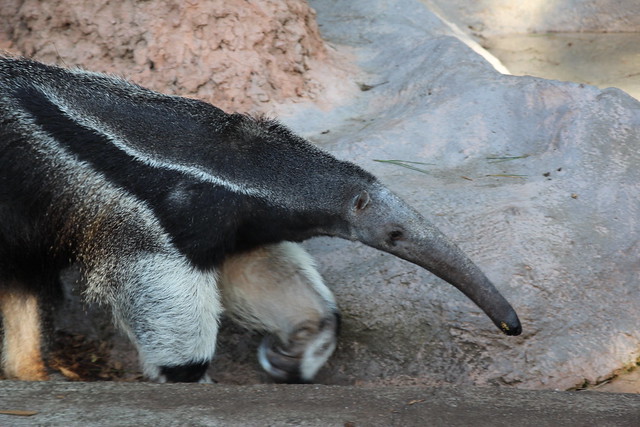 Anteater at the San Francisco Zoo