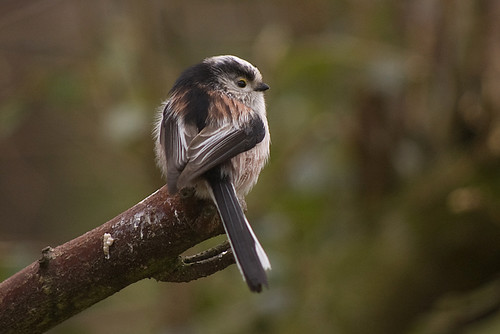 Long-tailed Tit 2