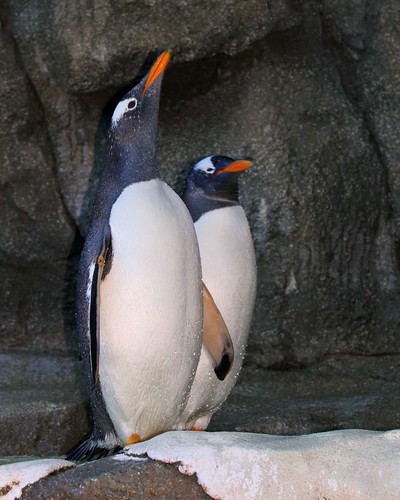 Gentoo Penguin i8089 by ferreth