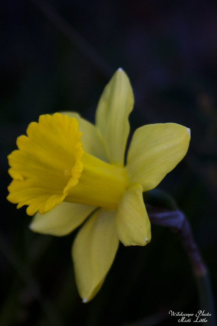 daffodil7