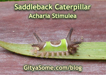 Sibine Stimulea Saddleback Caterpillar