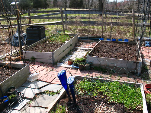 Prepping the raised beds for this year's harvest