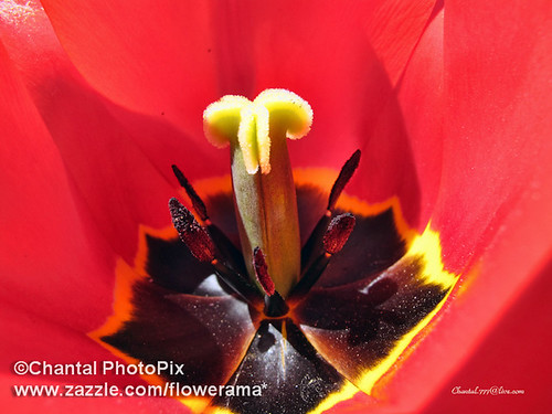 The Heart of a Red Tulip by Chantal PhotoPix