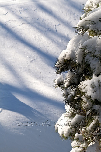 snowy branches by Alida's Photos