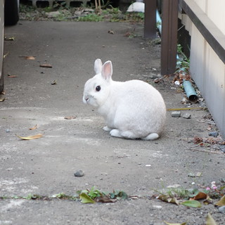 近所のウサギ、もこちゃん。たまに脱走して、うちの庭に遊びに来る。