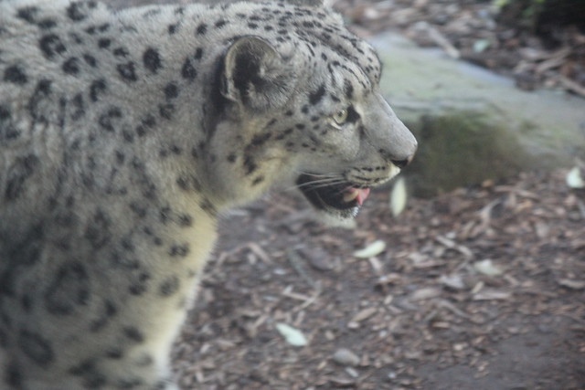 Snow leopard at the San Francisco Zoo