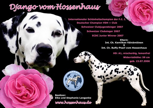 Rosenkavalier Django by Dalmatiner vom Hossenhaus