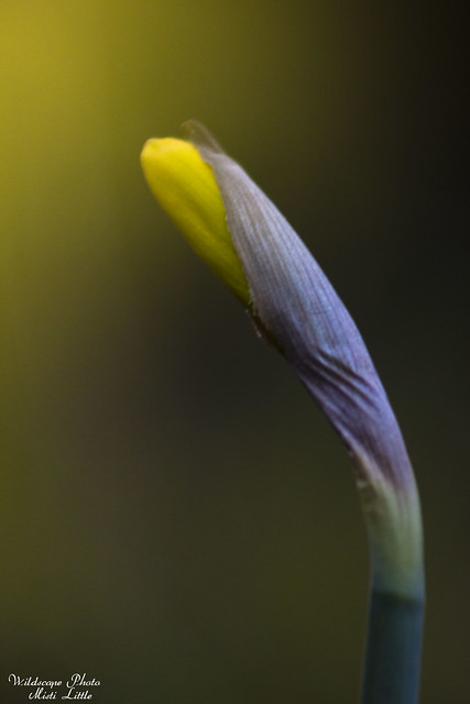 daffodil3