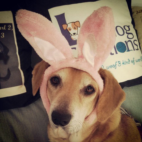 Princess Sophie Bunny #dogstagram #easter #houndmix #adoptdontshop #rescue