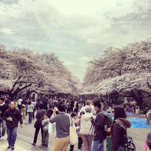 Tokyo's Ueno Park Cherry Blossoms