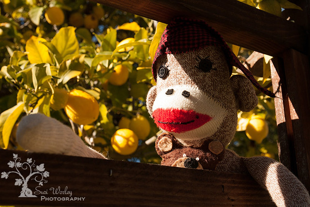 Picking_Lemons