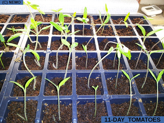11-day_tomatoes