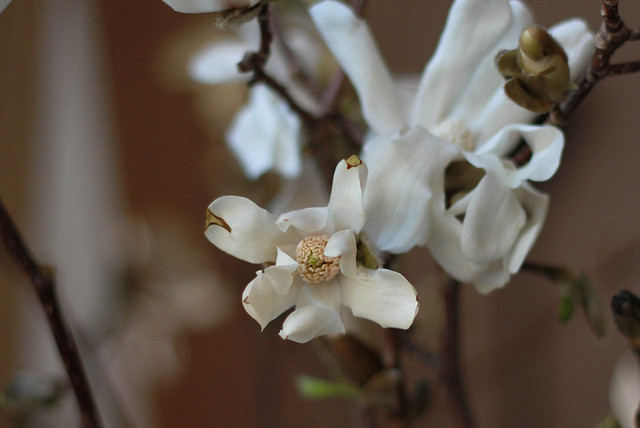 white magnolia blossoms