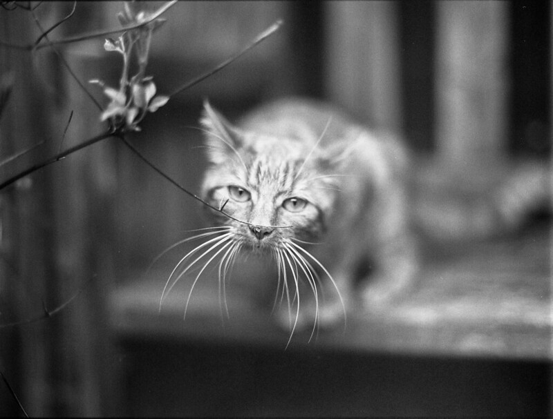 Cats Photography Gallery