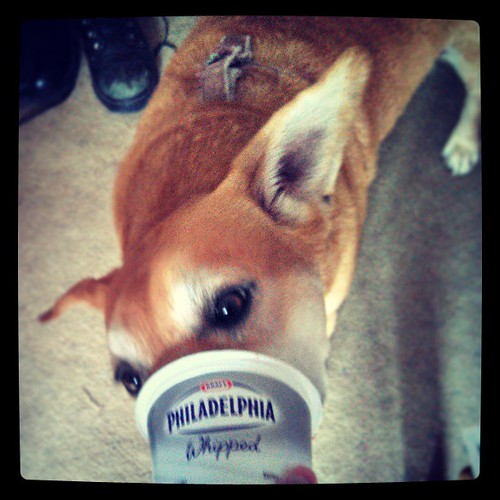 #dogstagram #happydog #creamcheese #yumo #adoptdontshop #foster