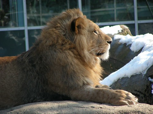 Zoo Munich: Lion | Löwe by W i l l a r d