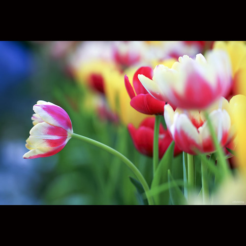 Colorful Spring by -clicking-