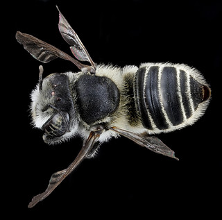 Megachile brevis, F, back, Tennessee, Haywood County_2013-02-14-14.56.30 ZS PMax