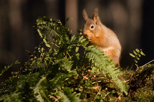 Red Squirrel 10