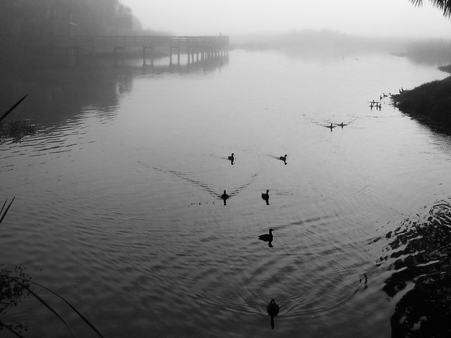 coots in the mist