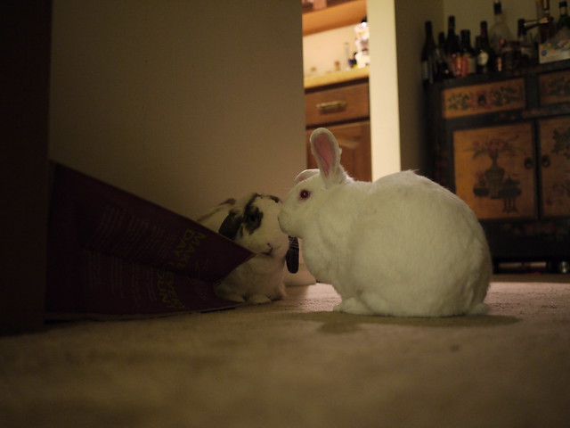 bunnies are plotting something