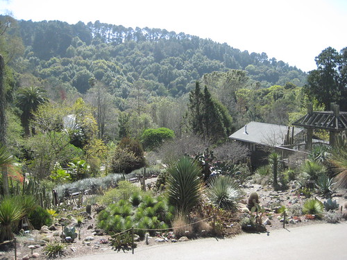 Distant View of Succulent Garden