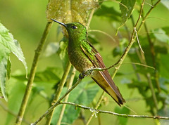 Colibrís (Hummingbirds) Favoritas