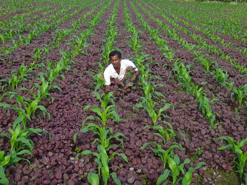Intercropping in Bangladesh