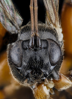 Ichneumonid Wasp, F, face, New York, Suffolk County_2013-02-08-16.36.54 ZS PMax