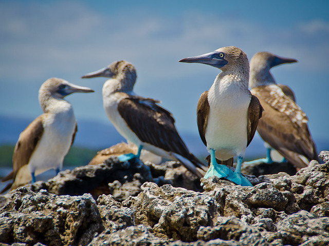 Galapagos Birds: Blue-Footed Booby
