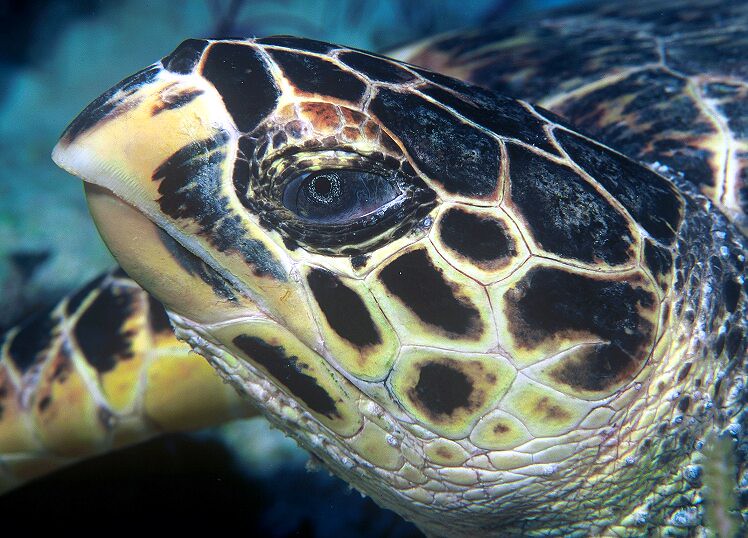 玳瑁像老鷹的嘴。圖片來源：維基百科。http://zh.wikipedia.org/wiki/File:Hawksbill_turtle_doeppne-081.jpg