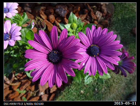 20130311_Flowers