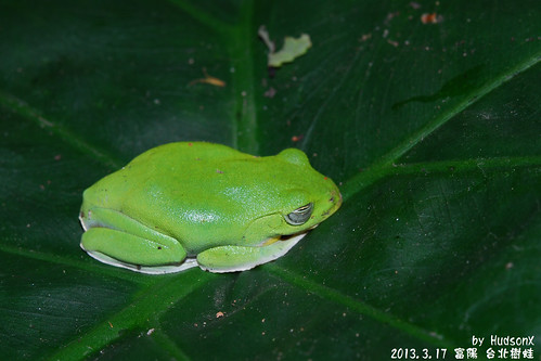 台北樹蛙(1)