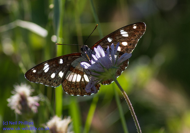 southern white admiral butterfly backlit
