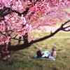 満開の早咲き桜