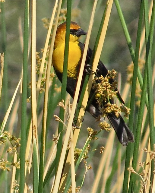 Yellow-headed Blackbird at Sweetwater Wetlands in Tuscon, AZ 01