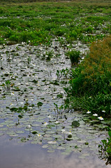 2013-04 紳士村蓮花池 Water Lily Pond at Kampung Budiman