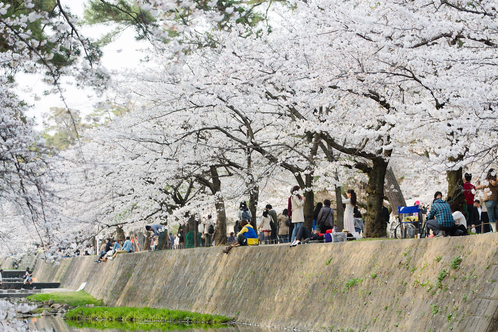 Стильные японцы под цветущей сакурой и сакура над рекой Nishinomiya-shi, Hyogo Prefecture, Japan, 0.013 sec (1/80), f/4.5, 135 mm, EF70-300mm f/4-5.6L IS USM