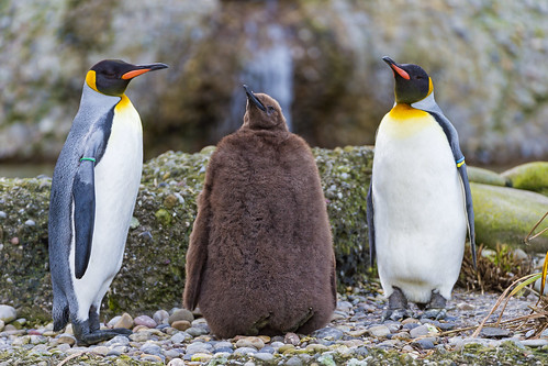 Two adult penguins around a young one by Tambako the Jaguar