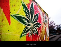 Graffiti e fiori