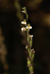 Agumbe Flora
