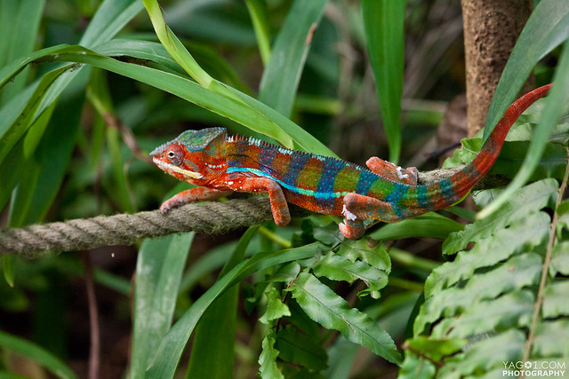 Rainbow Chameleon | Please don't use this photo on websites,… | Flickr