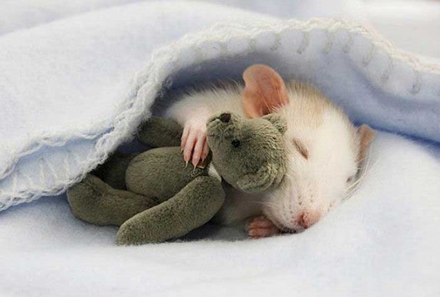 rat-sleeping-with-teddy-bear