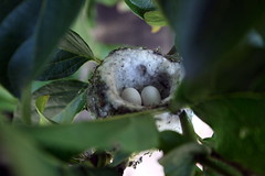 Hummingbird nest 2013