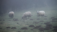 moutons brumeux / misty sheeps