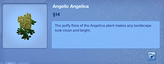 Angelic Angelica